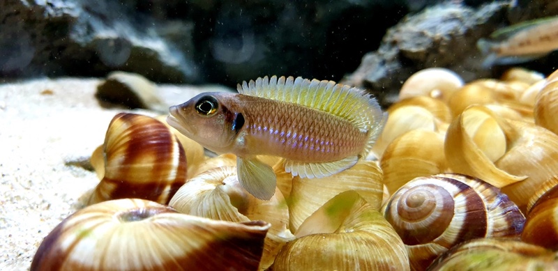 Lamprologus ocellatus 'Isanga Bay'